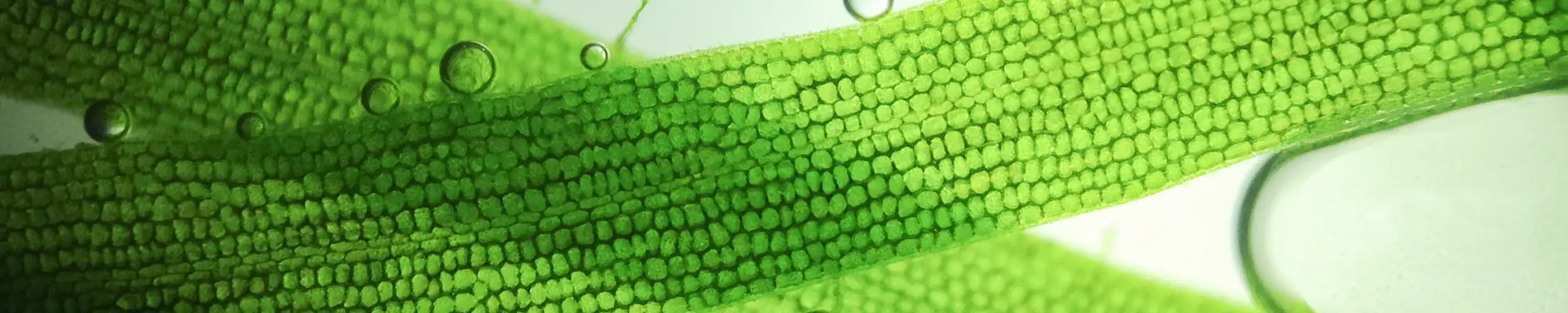 Micro organism - Life Science Insurance NFP
